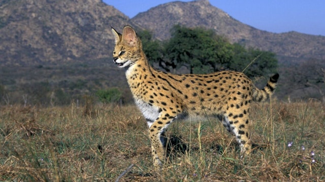 SERVAL: BEAUTIFUL SPOTTED AND BARRED COAT. FELIS SERVAL. SUB-SAHARAN AFRICA, SOUTH AFRICA.