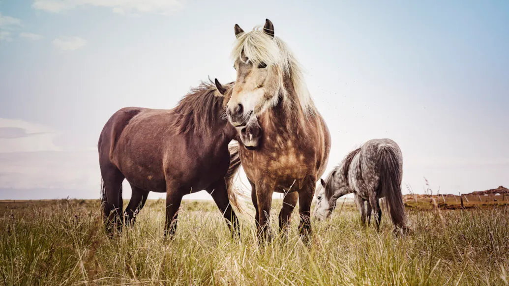 New Skeletal Analysis Shows Horseback Riding As Old As 5,000 Years