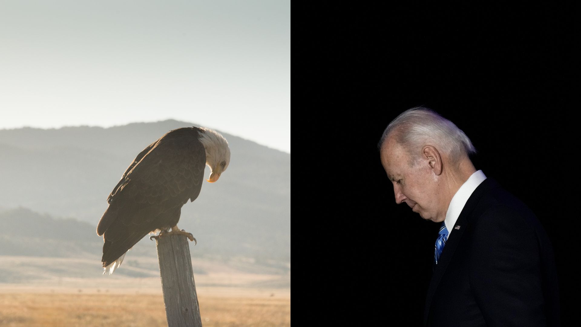 Perfect Metaphor: Illegal Aliens Kill Bald Eagle For A Free Meal In Biden’s America, Police Say