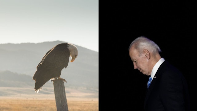 American Bald Eagle in the wild perched on a ranch fence post in early morning light looking downward as if feeling sad or distressed. BALTIMORE, MARYLAND - MARCH 1: U.S. President Joe Biden departs after speaking during the annual House Democrats Issues Conference at the Hyatt Regency Hotel March 1, 2023 in Baltimore, Maryland.