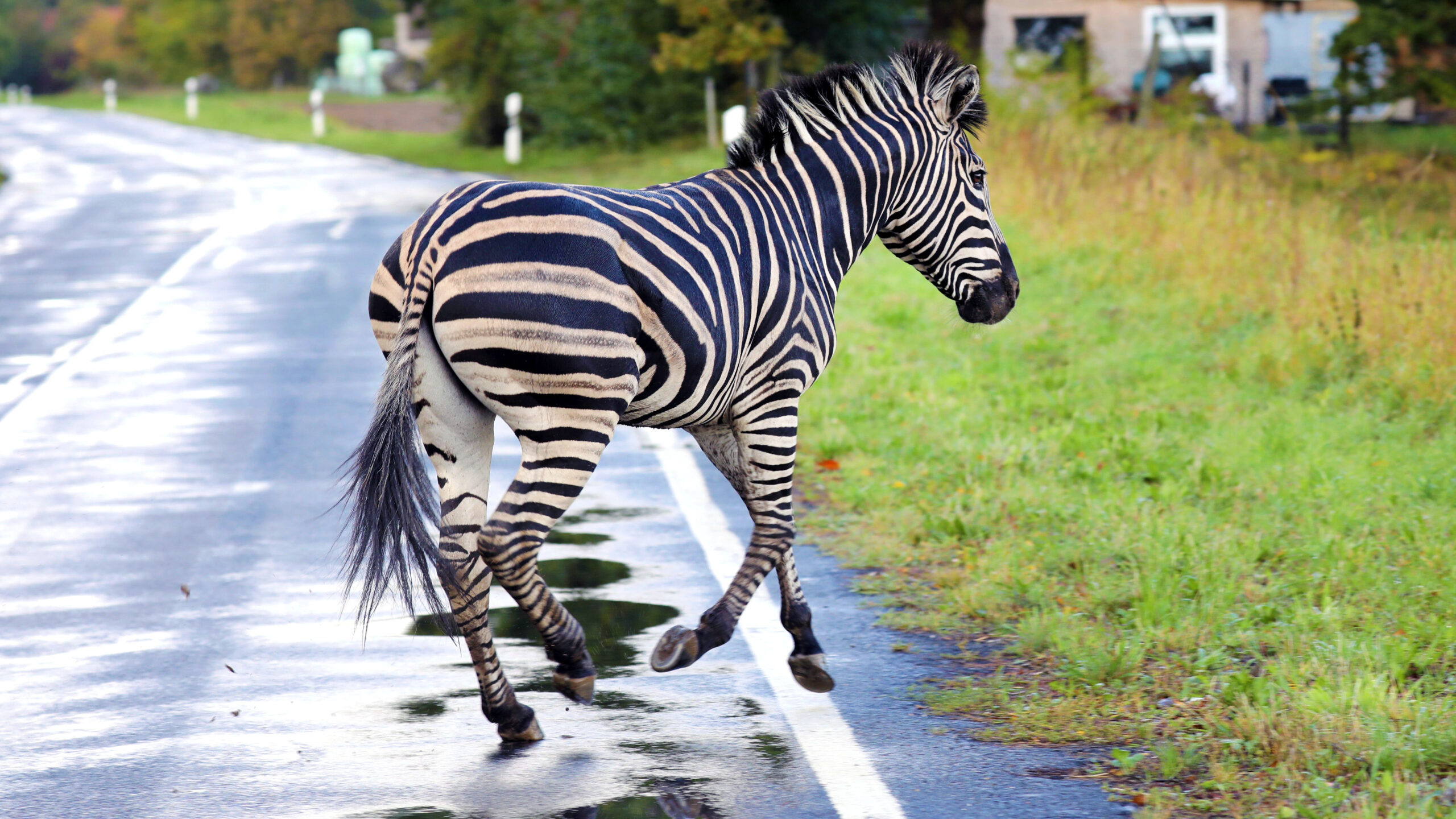 Police Forced To Shoot Zebra In Ohio After It Nearly Rips Man’s Arm Off, Moves In On Deputy