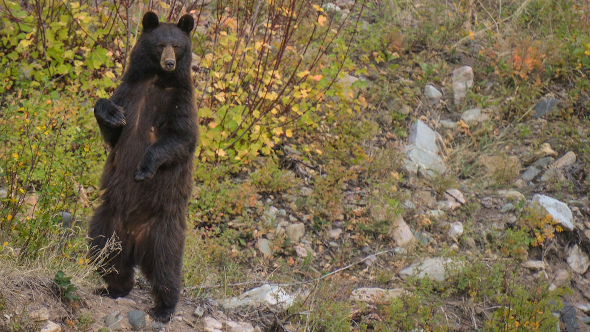 American black bear seen along the Red Rock Parkway inside Waterton Lakes National Park. On Tuesday, 5 October 2021, in Waterton, Alberta, Canada. (Photo by Artur Widak/NurPhoto via Getty Images)