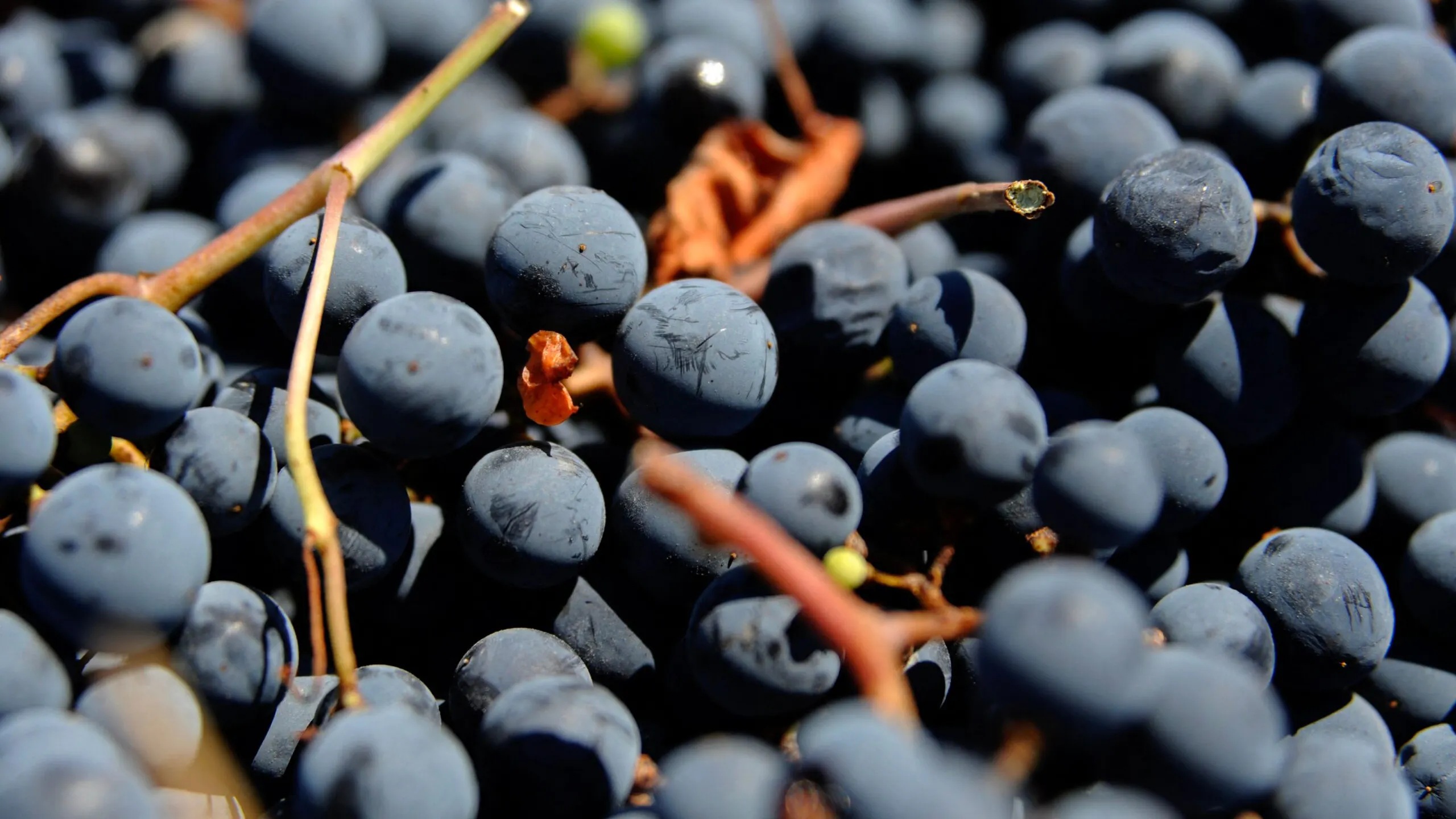 ‘Extravagant’ Ancient Roman ‘Theatrical’ Winery For The Elite Revealed