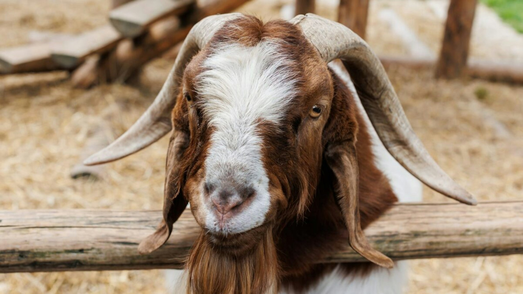 Male Boer goat very awarded in Brazil. The Boer is a breed developed in South Africa