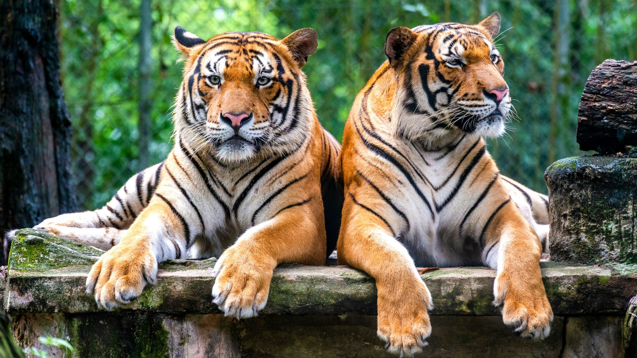 Malayan tigers Wira L and Hebat rest in the enclosure at Zoo Negara near Kuala Lumpur, Malaysia, Feb. 27, 2022. TO GO WITH "Feature: Malayan tiger faces oblivion without concerted action"