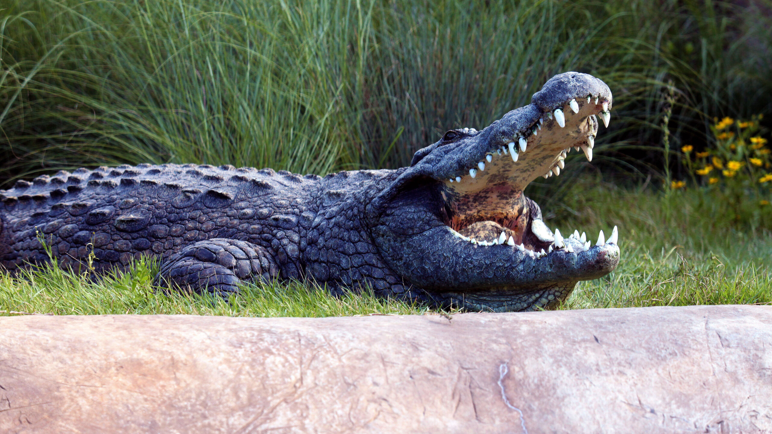 Florida man remains positive after losing arm in alligator attack.