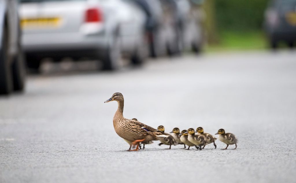 Teen driver kills dad who stopped for ducks.