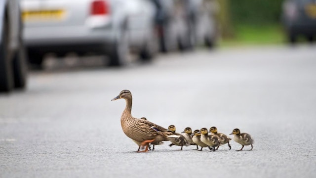 Mallard, Anas platyrhynchos, mother leading ducklings across road Arundel Sussex. (Photo by: David Tipling/Education Images/Universal Images Group via Getty Images)