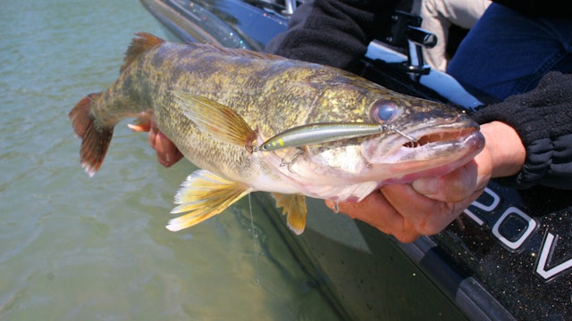 walleye caught on minnow lure