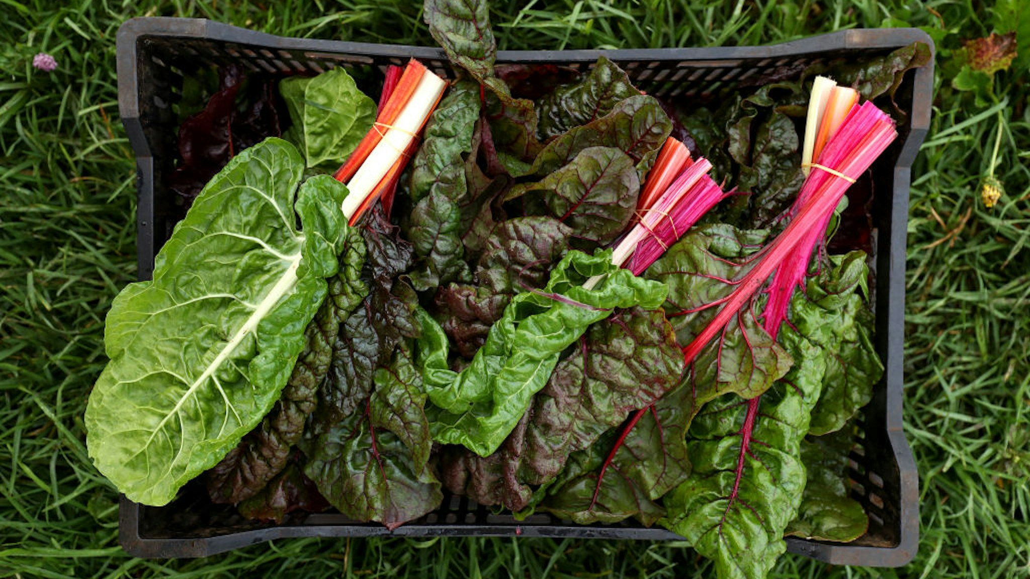 A basket of harvested rainbow Swiss chard at the organic farm of Moonacres, which also comprises of a cafe, pop-up restaurant and cooking school, in Fitzroy Falls, New South Wales, Australia, on Friday, Jan. 15, 2021. Australia's economy topped the latest Citigroup Inc. Economic Surprise Indices as authorities' relative success in containing Covid drove a surge in consumer confidence and a rebound in activity. Photographer: Brendon Thorne/Bloomberg via Getty Images