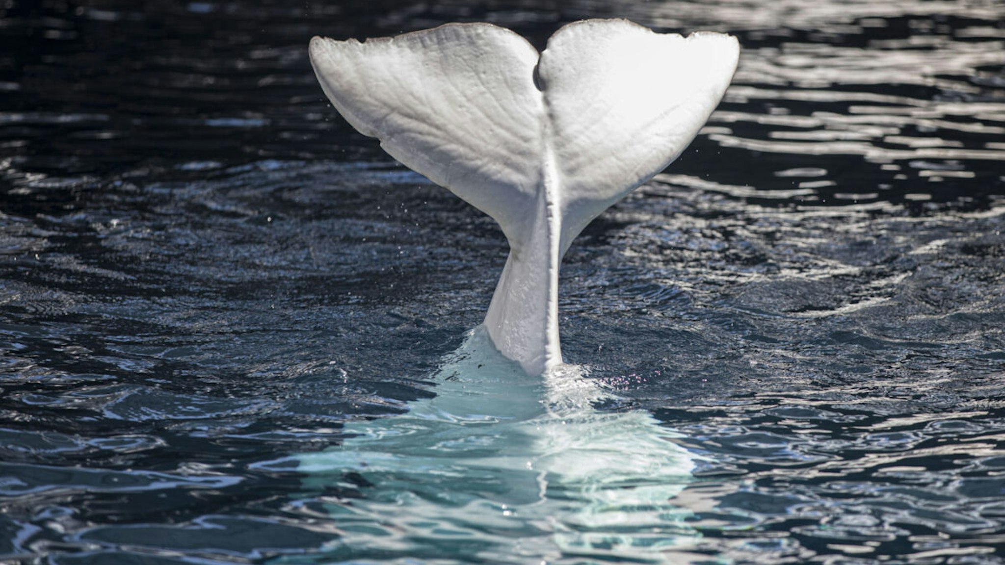 SAN DIEGO, CALIFORNIA - JULY 20: General view of beluga whales at Wild Arctic at SeaWorld on July 20, 2021 in San Diego, California.