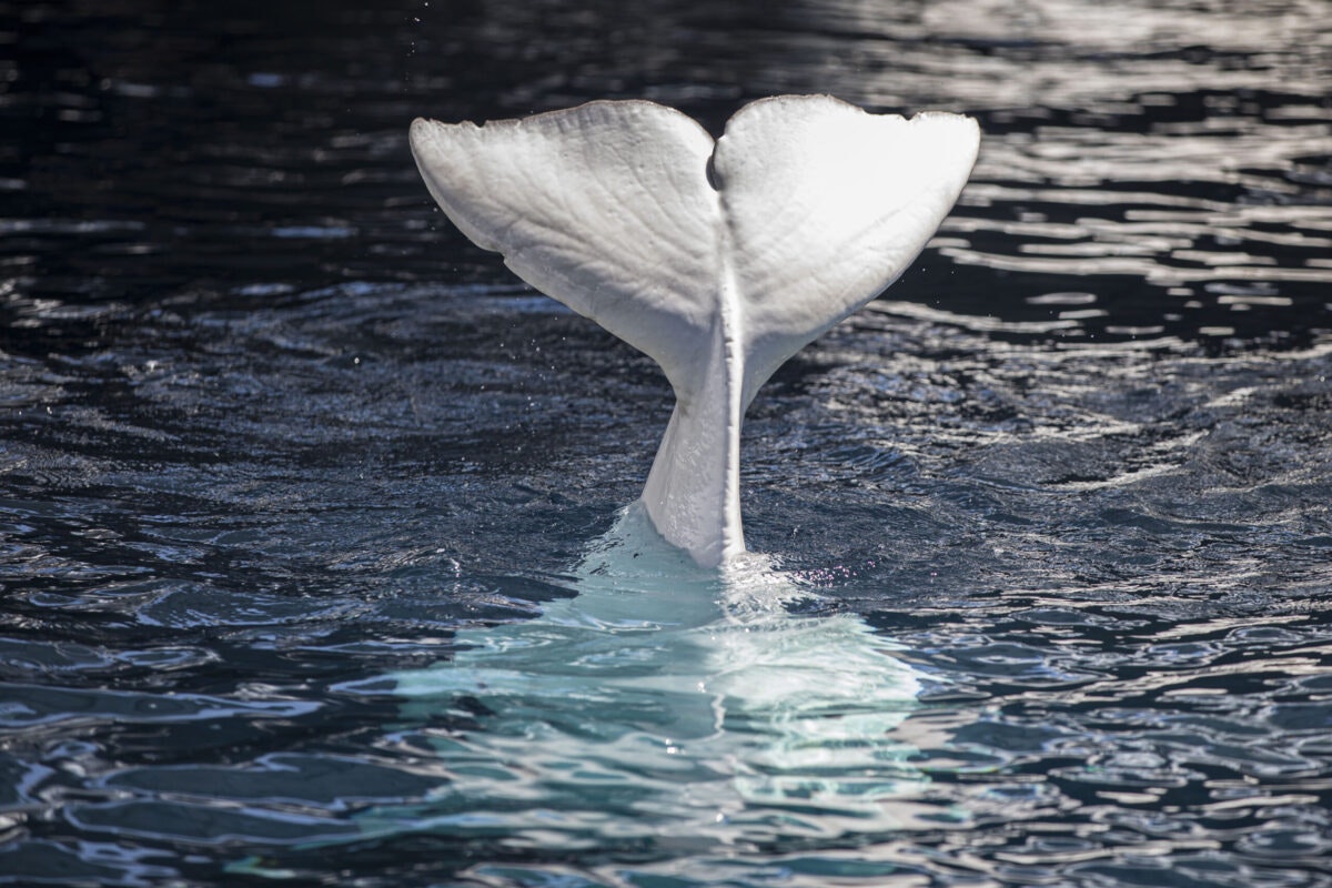 Suspected Russian Spy Whale Spotted Near Coast Of Sweden 8866