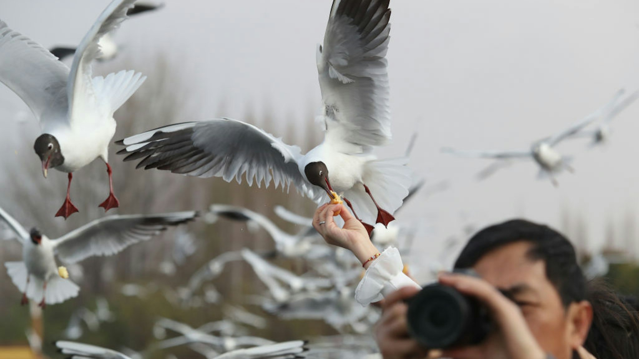KUNMING, CHINA - MARCH 05: Citizens feed red-billed gulls on the Haigeng Dam of Dian Lake on March 5, 2023 in Kunming, Yunnan Province of China. (Photo by Yang Zheng/VCG via Getty Images)