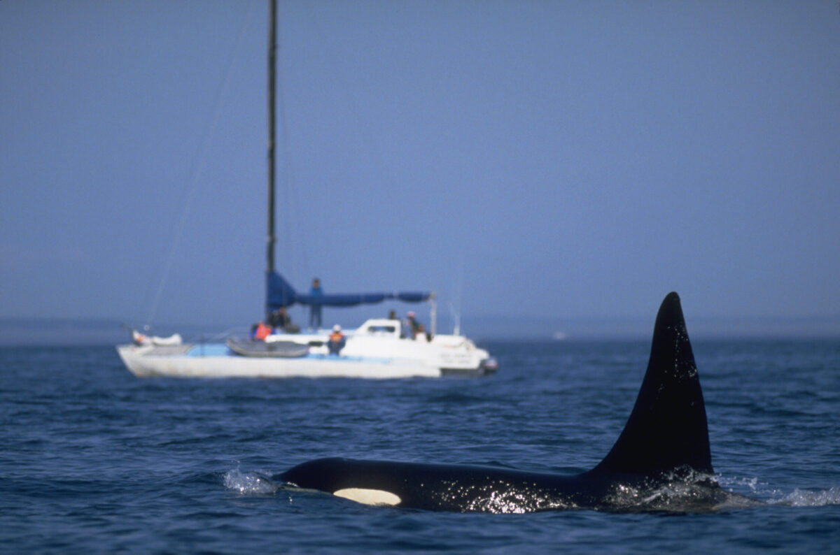 Aggressive Killer Whale Rams Yacht Near Scotland, Behavior Spreading