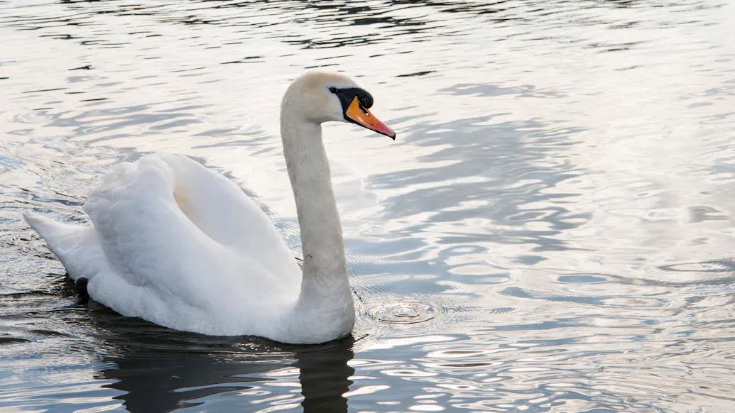 Teenagers Arrested After Killing Beloved Town Swan, Then Cooking It, Eating It, Stealing Its Babies