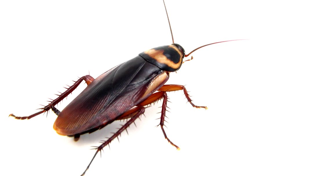 Cockroach Walking Red Carpet At Met Gala Goes Viral, Gets Crushed | The