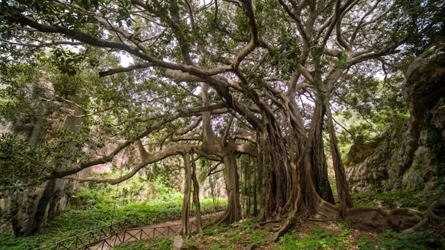 SYRACUSE, SICILY, ITALY - 2022/04/29: An very old Moreton Bay fig tree, Australian banyan (Ficus macrophylla), growing in Parco Archeologico in the Late Baroque town of Syracuse. (Photo by Frank Bienewald/LightRocket via Getty Images)