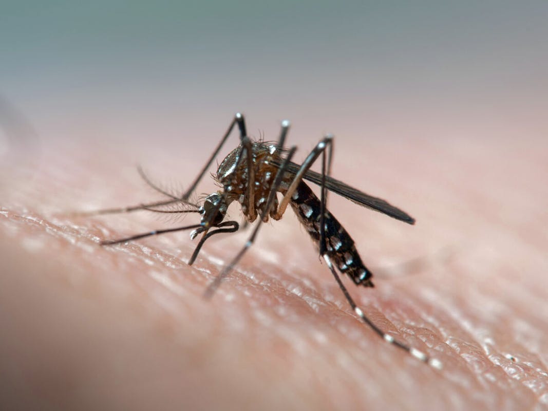 NextImg:First Locally Transmitted Cases Of Malaria Found In U.S. In Two Decades
