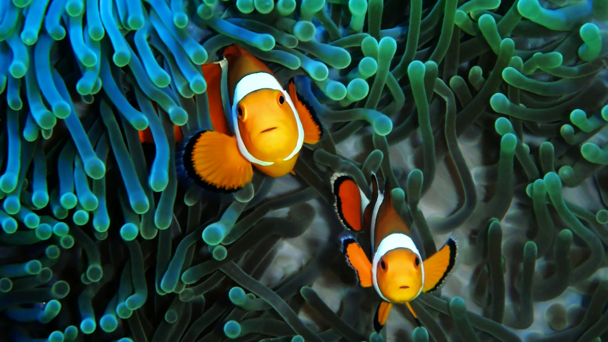 Curious Clownfish Couple