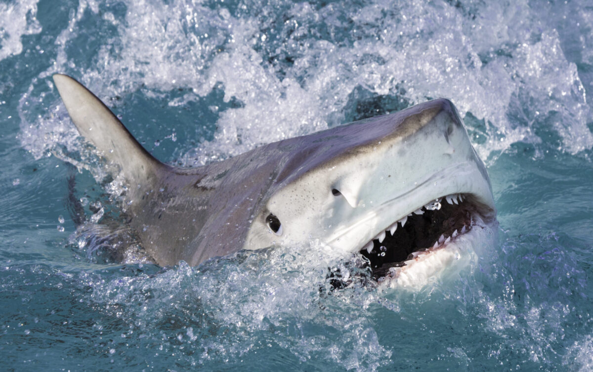 Netflix film crew in Hawaii attacked by sharks, reminiscent of Jaws.