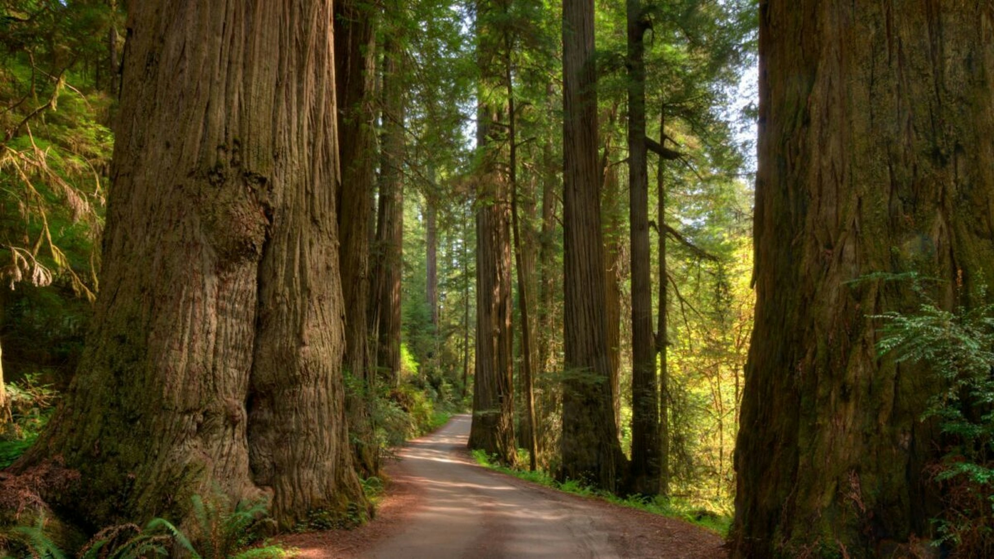 The Jedediah Smith Redwoods is a state park, but co-managed by the National Parks Service.
