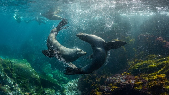 Australian cape fur seals playing as two divers watch, Montague Island, NSW, Australia.
