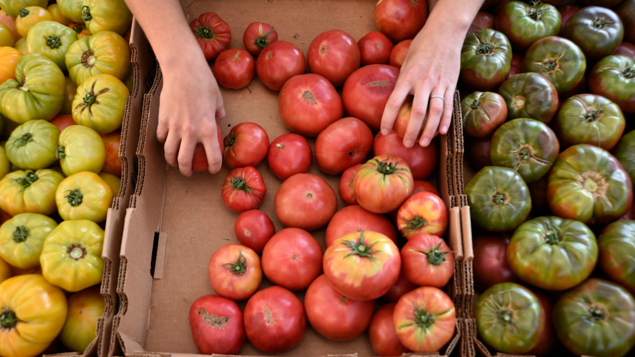 DENVER, COLORADO - AUGUST 31, 2019: A woman arranges her display of heirloom tomatoes at a Saturday vegetable market in downtown Denver, Colorado. (Photo by Robert Alexander/Getty Images)