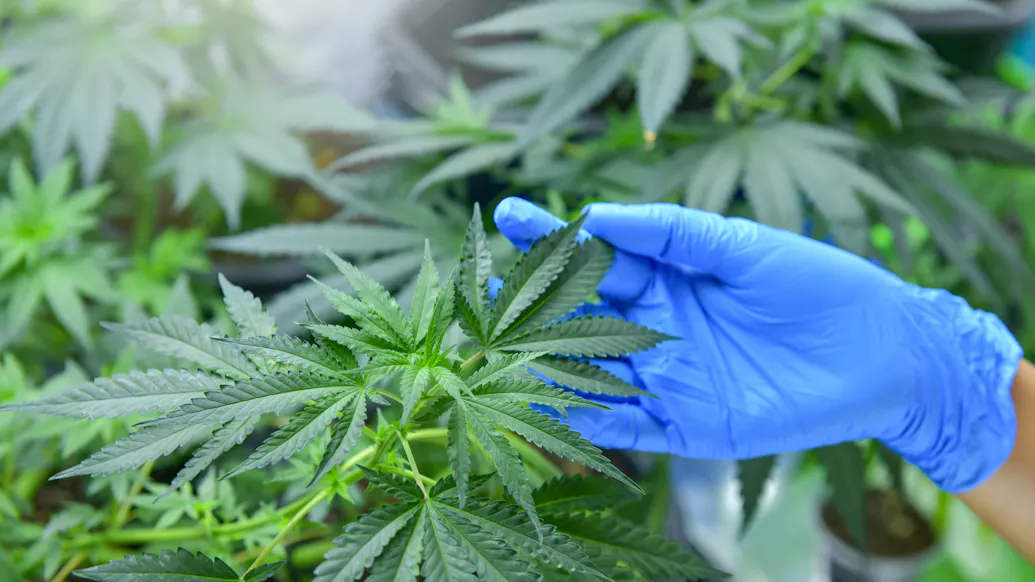 Illegal Chinese Marijuana Grow Operations Worth Billions Cropping Up In Maine: Border Patrol Memo