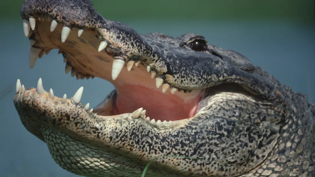 ‘Jurassic World’: Mississippi Hunters Bag Largest Gator Ever Caught In State