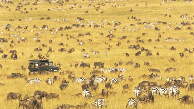 ourists watching wildebeest and zebra migration - stock photo