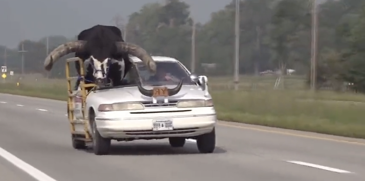 VIDEO: Cops Stop Driver with Enormous Bull in Car