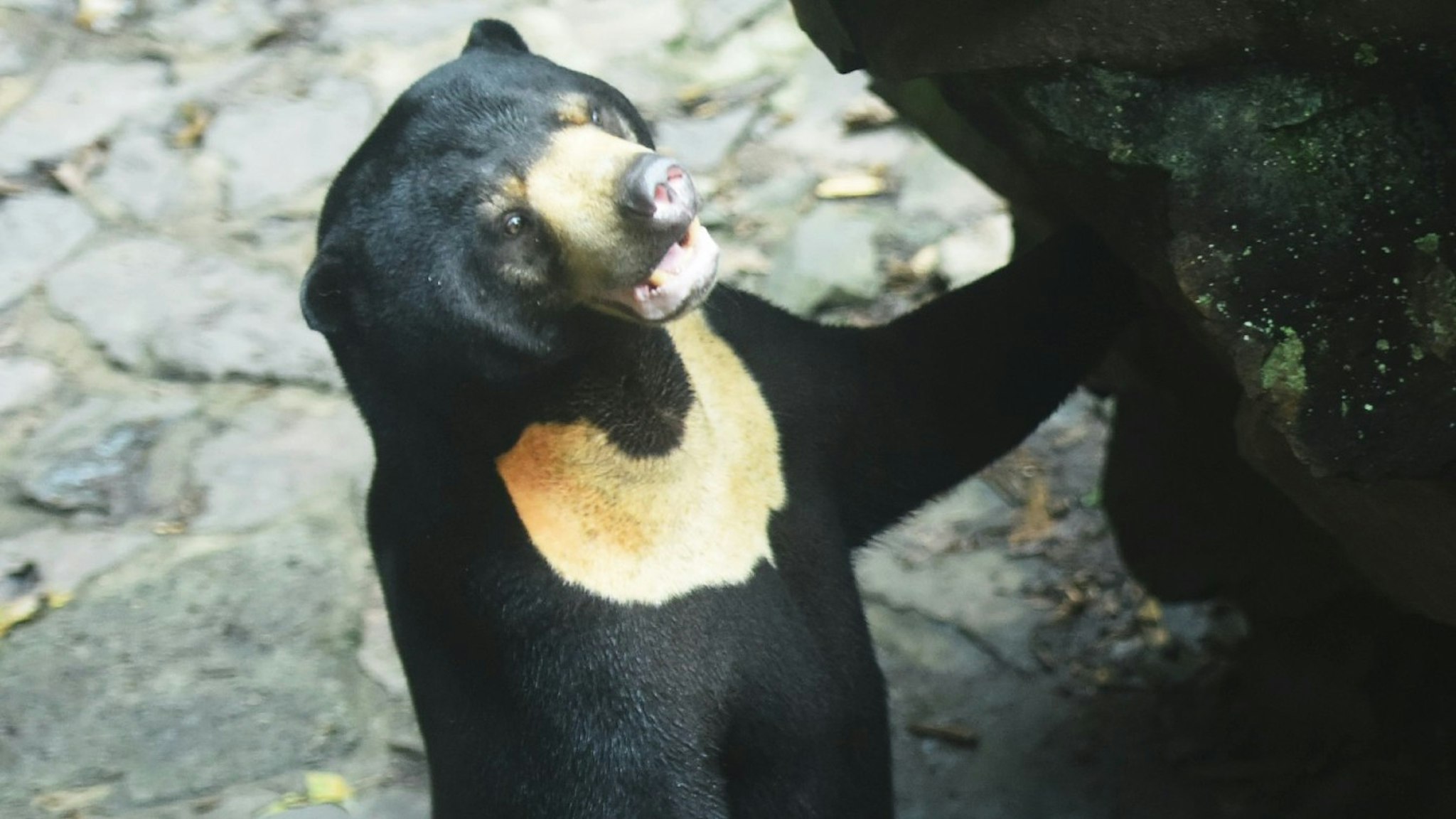 Two sun bears play in their compound at a zoo in Hangzhou in east China's Zhejiang province. The zoo has to reassure visitors its sun bears are genuine rather than humans in disguise, after video of one bear standing upright like a human sent rumors flying online.