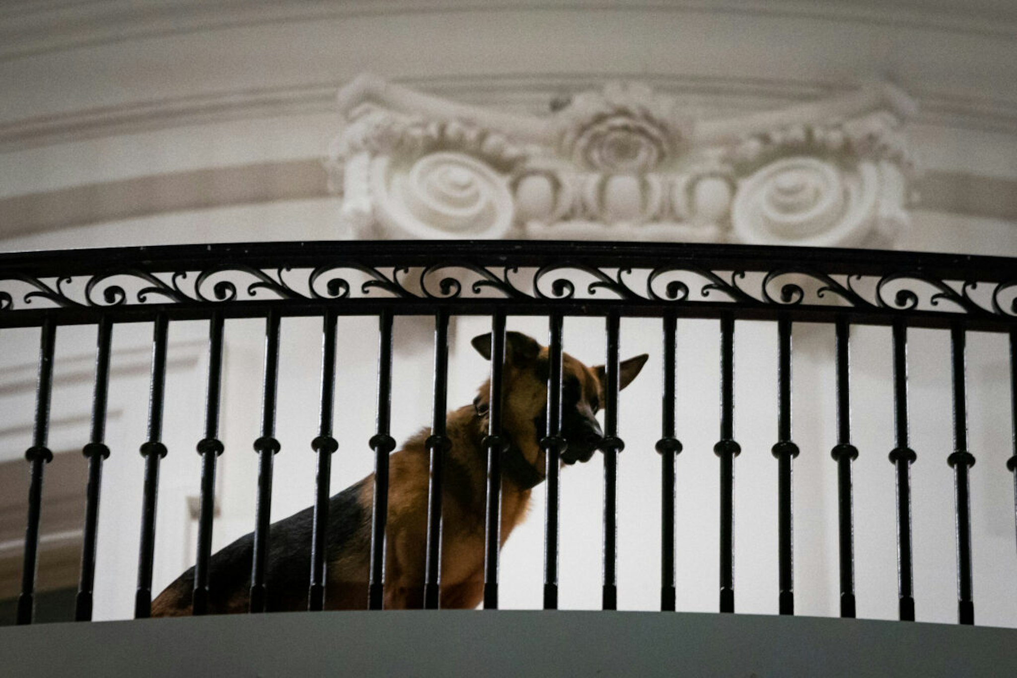 US President Joe Biden's dog Commander is seen on a balcony after Biden returned from Japan at the White House in Washington, DC, on May 21, 2023.