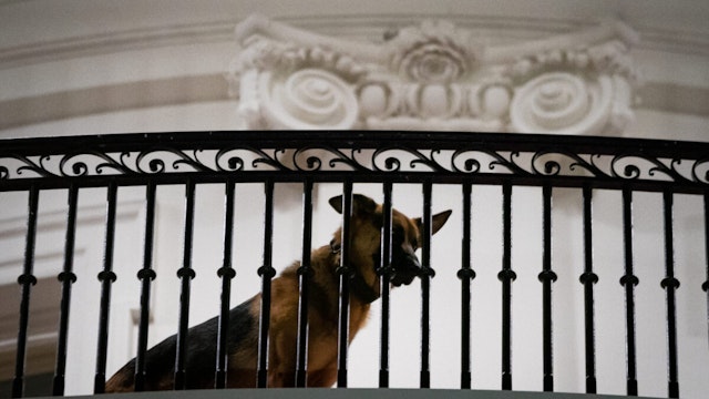 US President Joe Biden's dog Commander is seen on a balcony after Biden returned from Japan at the White House in Washington, DC, on May 21, 2023.