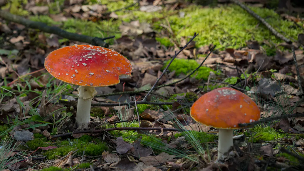 Australian Woman Charged With Murder After Allegedly Serving Poisonous Mushrooms For Lunch