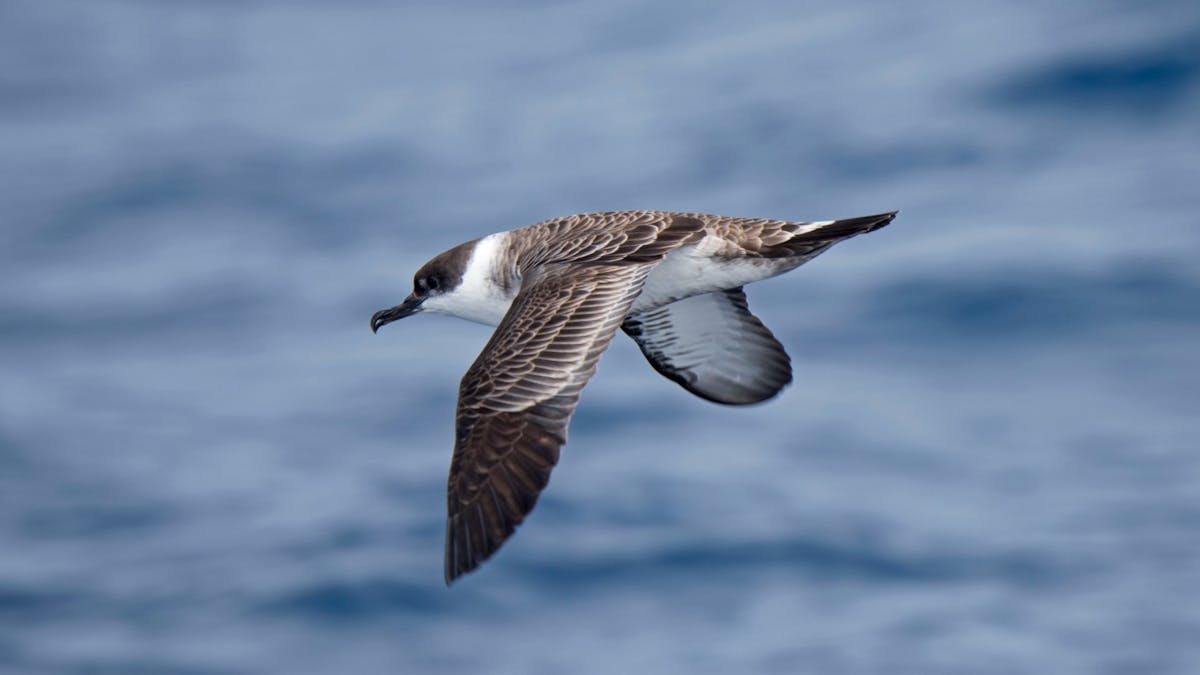 NextImg:More Than A Hundred Bird Species About To Be Renamed Because … Racism
