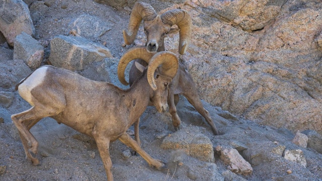 Endangered desert bighorn rams fight to establish size and strength dominance over the other and increase chances of mating during the rut, or mating season, on August 29, 2023 near Indio, California. (Photo by David McNew/Getty Images)