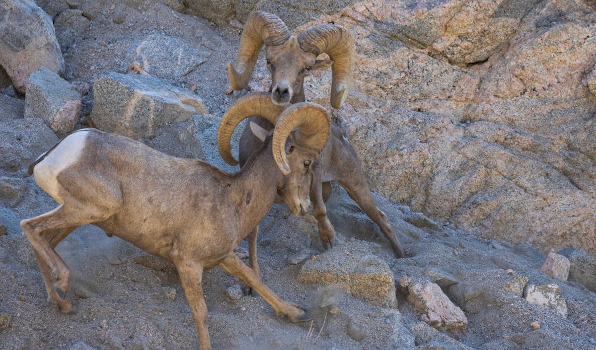 NextImg:After 50 Years Of Endangered Species Act Conservation, The Results ‘Weren’t Great,’ Expert Says
