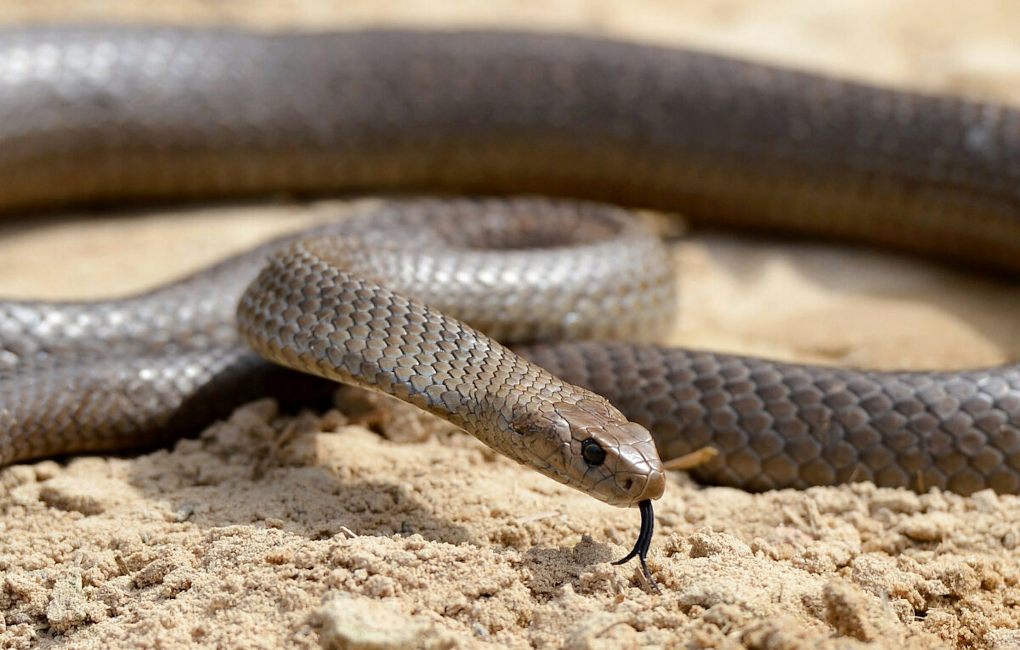 A deadly Australia eastern brown snake -- which has enough venom to kill 20 adults with a single bite -- is photographed in the Sydney suburb of Terrey Hills on September 25, 2012., in the Sydney on October 3, 2012.