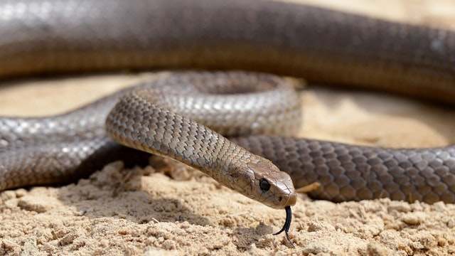 A deadly Australia eastern brown snake -- which has enough venom to kill 20 adults with a single bite -- is photographed in the Sydney suburb of Terrey Hills on September 25, 2012., in the Sydney on October 3, 2012.