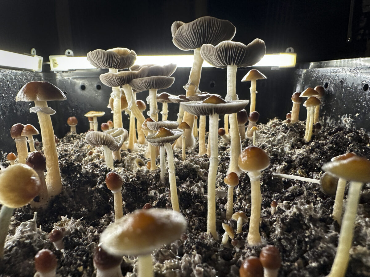 Massachusetts ballot aims to legalize psychedelics