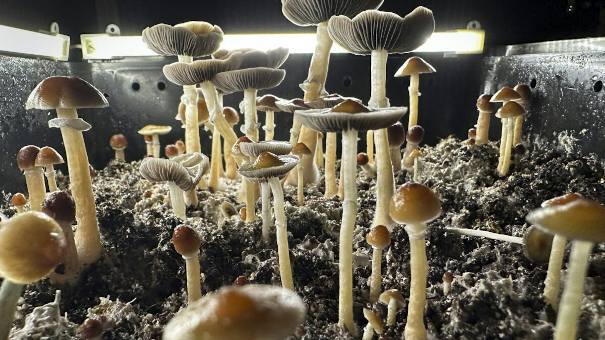 FAIRFIELD COUNTY, CONNECTICUT - JULY 28: Psilocybin mushrooms stand ready for harvest in a humidified "fruiting chamber" in the basement of a private home on July 28, 2023 in Fairfield County, Connecticut. Recent studies have suggested that psilocybin mushrooms, also known as "magic mushrooms" have shown promise in combating anxiety, anorexia, depression, PTSD, obsessive-compulsive disorder and various forms of substance abuse. Scientists say psilocybin may promote neuroplasticity, a rewiring of the brain that gives patients fresh perspectives on longstanding psychiatric problems. Although psilocybin is classified in the U.S. as a Schedule 1 substance, making it illegal by federal law, many municipalities throughout the United States, as well as the state of Colorado have moved to decriminalize it locally. Oregon has legalized the adult use of mushrooms, which currently must be administered within regulated "psilocybin service centers."