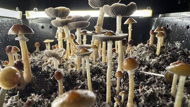 FAIRFIELD COUNTY, CONNECTICUT - JULY 28: Psilocybin mushrooms stand ready for harvest in a humidified "fruiting chamber" in the basement of a private home on July 28, 2023 in Fairfield County, Connecticut. Recent studies have suggested that psilocybin mushrooms, also known as "magic mushrooms" have shown promise in combating anxiety, anorexia, depression, PTSD, obsessive-compulsive disorder and various forms of substance abuse. Scientists say psilocybin may promote neuroplasticity, a rewiring of the brain that gives patients fresh perspectives on longstanding psychiatric problems. Although psilocybin is classified in the U.S. as a Schedule 1 substance, making it illegal by federal law, many municipalities throughout the United States, as well as the state of Colorado have moved to decriminalize it locally. Oregon has legalized the adult use of mushrooms, which currently must be administered within regulated "psilocybin service centers."