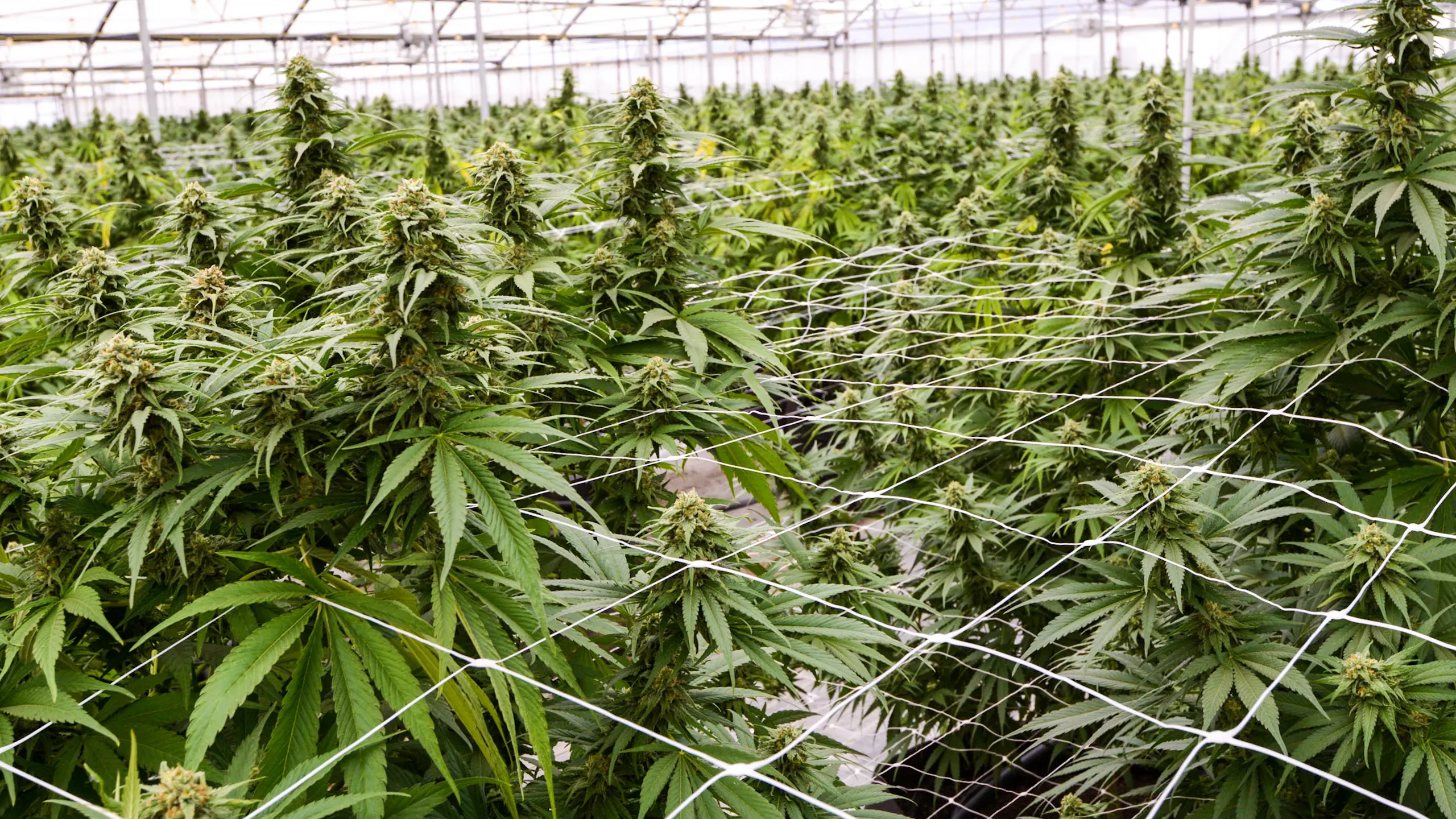 Top Republicans Investigating Spread Of Chinese-Backed Marijuana Farms In United States
