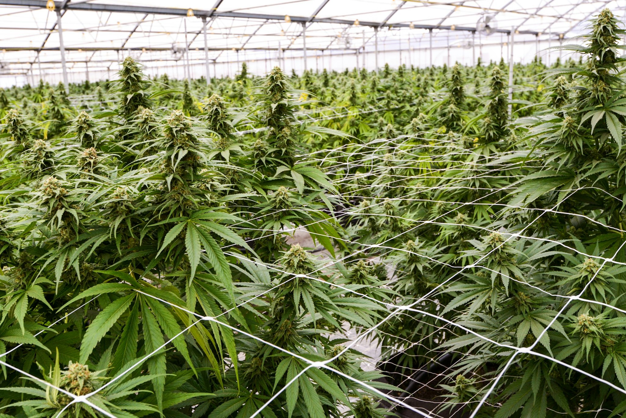 Marijuana plants inside greenhouse farm.