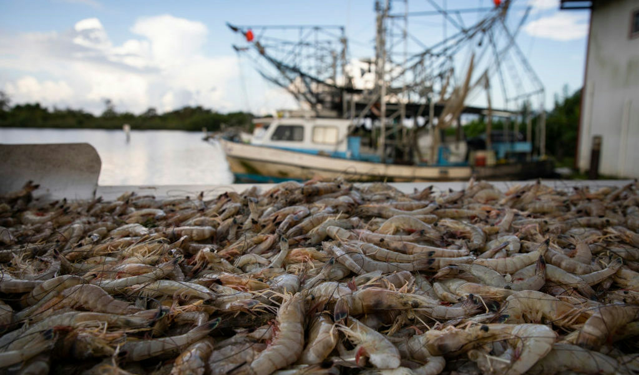 Nearly 600 pounds of shrimp from Acy Cooper's shrimp trawler are cleaned and weighed at a seafood dealer following a 12 hour plus overnight shift of shrimping on August 27, 2019 off the coast of Plaquemines Parish, Louisiana. (Photo by Drew Angerer/Getty Images)