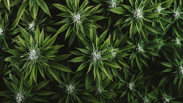 Beautiful green leaves of marijuana as background for design closeup.