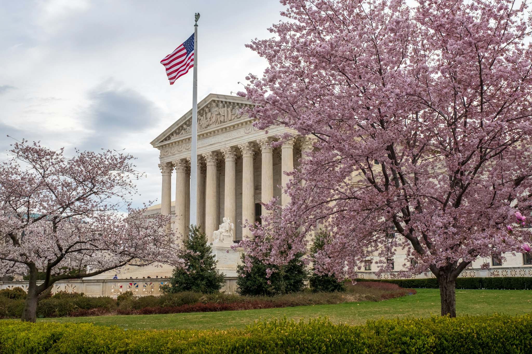 John Baggaley. Getty Images. Cherry blossoms at the Supreme Court on a windy morning in Washington, D.C.