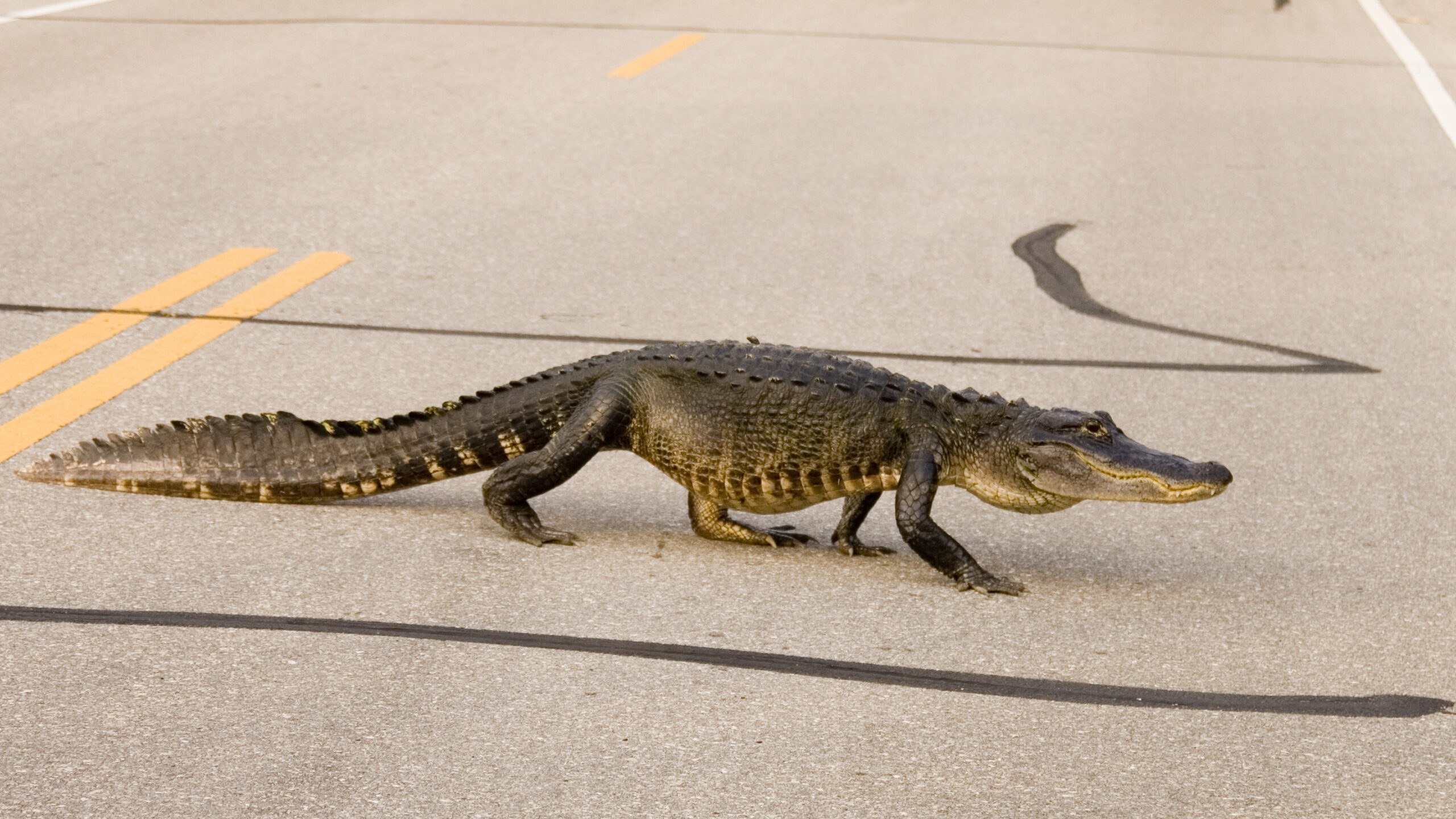 Video: MMA Fighter Battles Alligator on Florida Road
