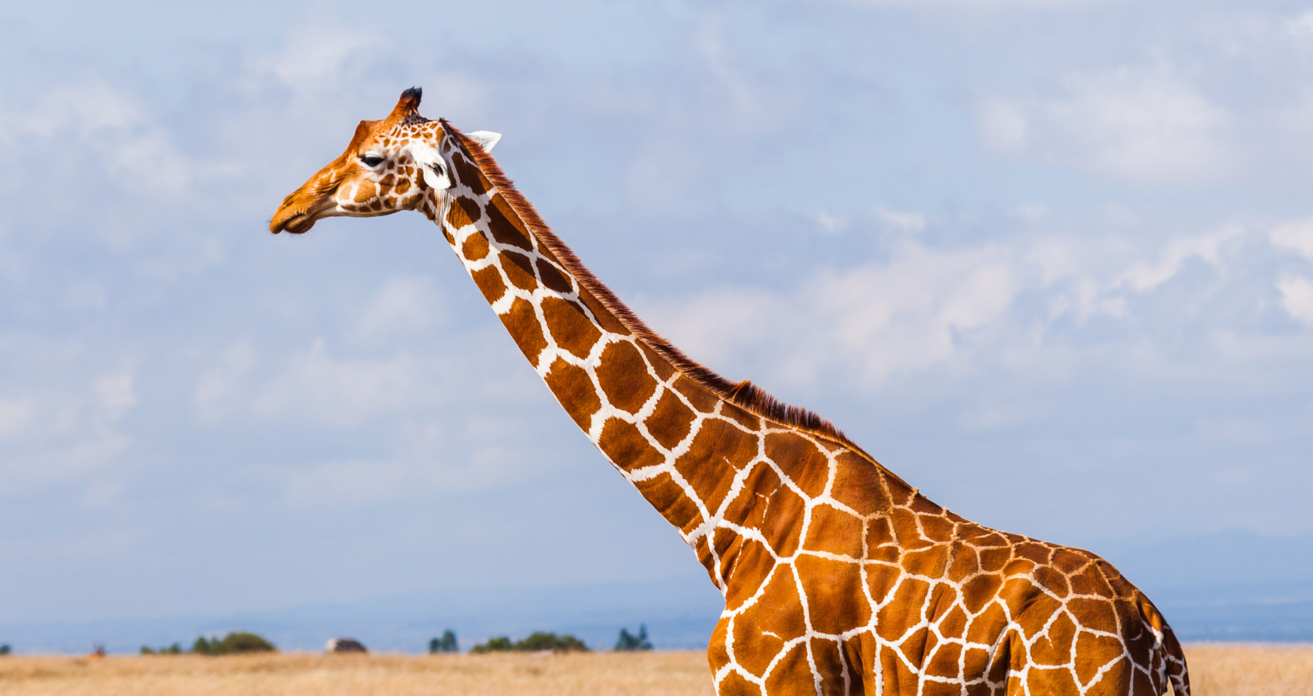 Family’s Response to Toddler Being Rescued by Giraffe at Safari Drive-Thru